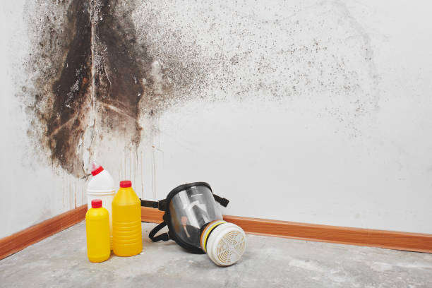 Best Basement Mold Remediation in New Albany, OH