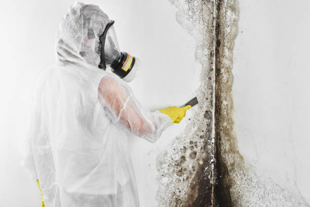Best Black Mold Remediation in New Albany, OH