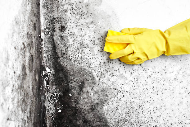 Best Residential Mold Remediation in New Albany, OH