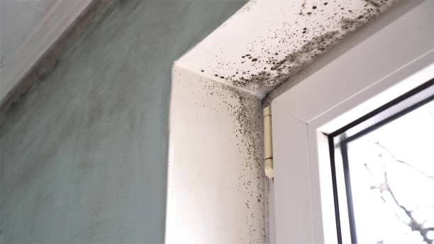 Best Mold Remediation for Schools in New Albany, OH