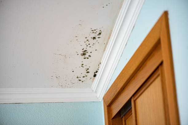 Best Attic Mold Remediation in New Albany, OH