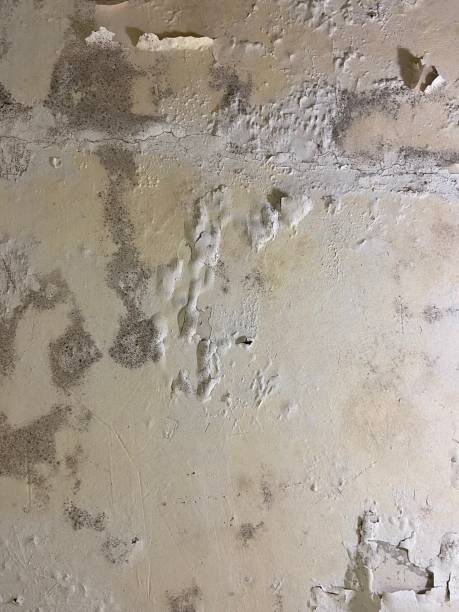 Best Localized Mold Remediation (e.g., coastal areas, humid climates) in New Albany, OH