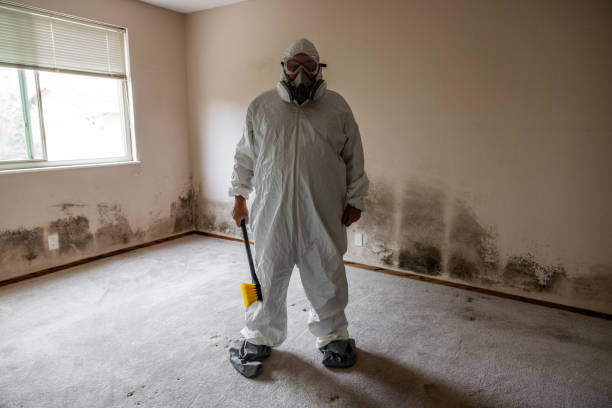 Best Residential Mold Remediation in New Albany, OH