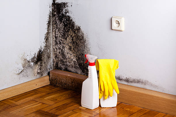 Best White Mold Remediation in New Albany, OH