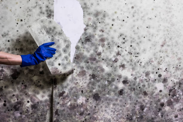 Best Bathroom Mold Remediation in New Albany, OH