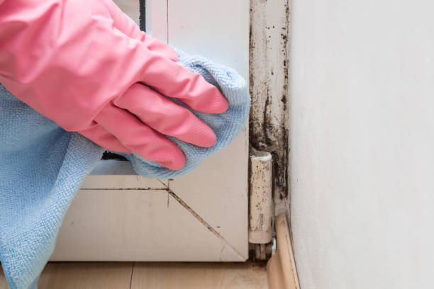 Best Bathroom Mold Remediation in New Albany, OH